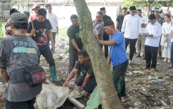 Hewan Kurban di Medan pada Iduladha 1447 H Mencapai 10.586 Ekor
