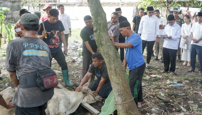Hewan Kurban di Medan pada Iduladha 1447 H Mencapai 10.586 Ekor