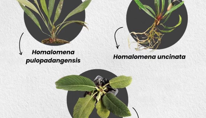 3 Spesies Baru Tumbuhan Aroid Asal Sumatra Ditemukan Peneliti BRIN