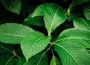Diburu AS, Daun Kratom Diteliti Mujarab Obati Diabetes