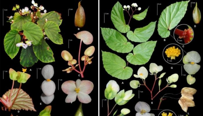 29 Spesies Baru Flora Indonesia Diungkap Peneliti BRIN
