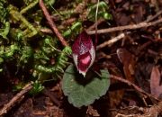 corybas-holttummii-anggrek Sumatra