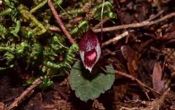 corybas-holttummii-anggrek Sumatra