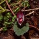 corybas-holttummii-anggrek Sumatra