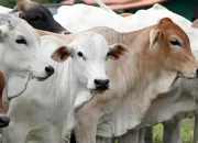 Ilustrasi hewan kurban Medan sapi kambing domba sehat di tempat penjualan jelang Idul Adha 2026