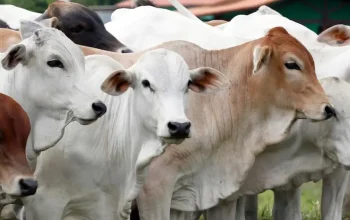 Kebutuhan Hewan Kurban Medan Tembus 10.586 Ekor, Sapi Masih Jadi Primadona Idul Adha 2026