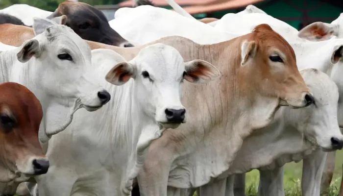 Kebutuhan Hewan Kurban Medan Tembus 10.586 Ekor, Sapi Masih Jadi Primadona Idul Adha 2026