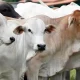 Ilustrasi hewan kurban Medan sapi kambing domba sehat di tempat penjualan jelang Idul Adha 2026