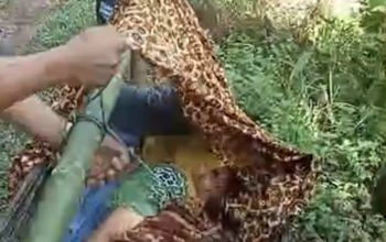 Dinas Kesehatan Bersuara Pasca Ibu Hamil di Tapsel Ditandu Pakai Bambu ke RS