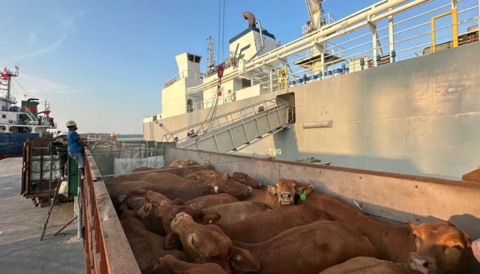 142.496 Ekor Sapi Iduladha 2026 Masuk Lewat Pelabuhan Pelindo