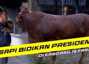 Sapi Qurban Presiden
