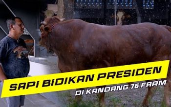 Sapi Qurban Presiden