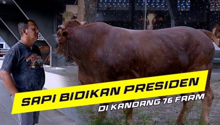 Prabowo Beri 34 Sapi Qurban Idul Adha untuk Sumatera Utara