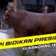 Sapi Qurban Presiden