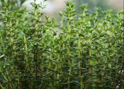 daun tim
