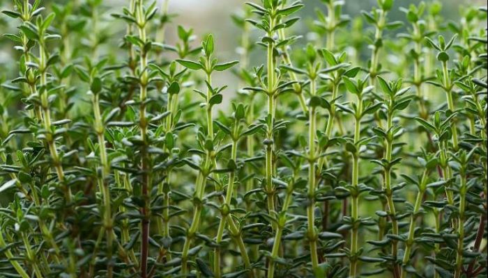 Daun Timi Jadi Rebutan Warga Italia dan Jepang di RI Berlimpah