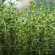 daun tim