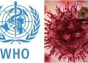 Hantavirus