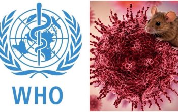 Hantavirus