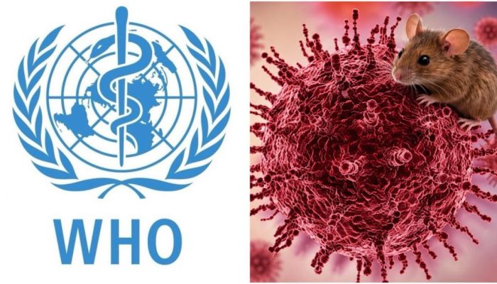 Warning! WHO Siapkan Protokol Darurat Usai Wabah Hantavirus di Kapal Pesiar