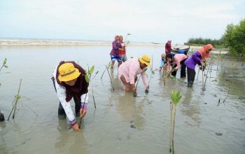 Mangrove Kampoeng