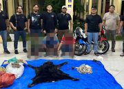 Polres Simalungun Bongkar Perdagangan 30 Kg Sisik Trenggiling dan Kulit Beruang Madu