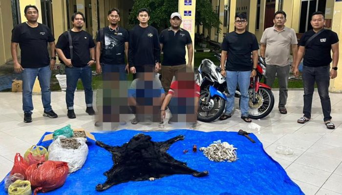 Polres Simalungun Bongkar Perdagangan 30 Kg Sisik Trenggiling dan Kulit Beruang Madu