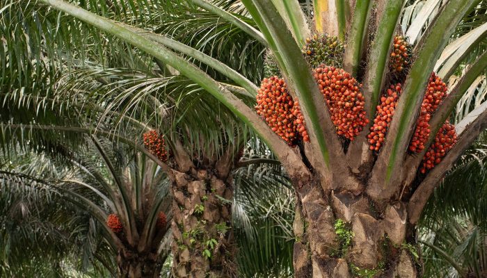 Rekam Jejak Positif dan Negatif Musim Mas si Korporasi Kelapa Sawit Terintegrasi Global