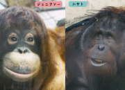 Orangutan