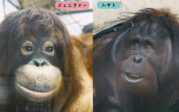 Orangutan
