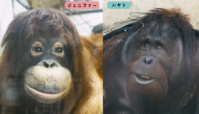 Orang Utan Jennifer Taman Safari dan Hayato Lahir di Jepang Dipertemukan