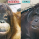 Orangutan