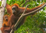 Orangutan