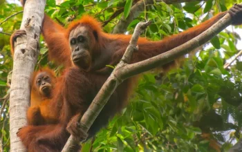 Orangutan