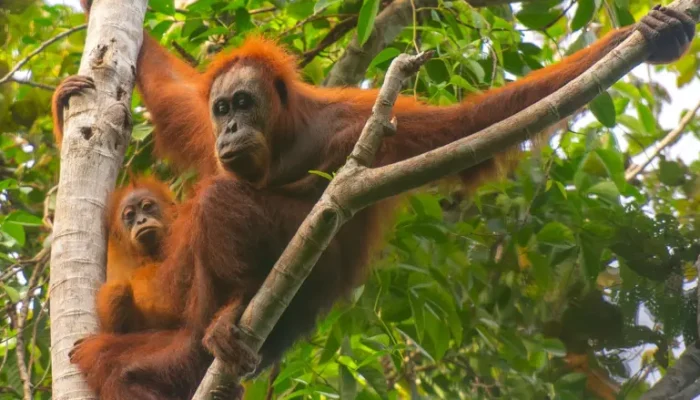 Banjir di Sumatra menewaskan 58 Orangutan Tapanuli yang Paling Langka di Dunia