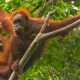 Orangutan
