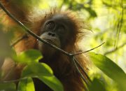Program Konservasi YEL di Harangan Tapanuli Raih Dukungan Satellites for Biodiversity Award