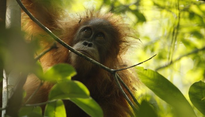 Program Konservasi YEL di Harangan Tapanuli Raih Dukungan Satellites for Biodiversity Award